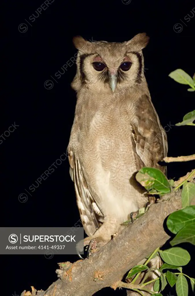 giant eagle owl (bubo lacteus) okavango delta, botswana. date: 23.12.2008 ref: zb979_126612_0047 compulsory credit: nhpa/photoshot