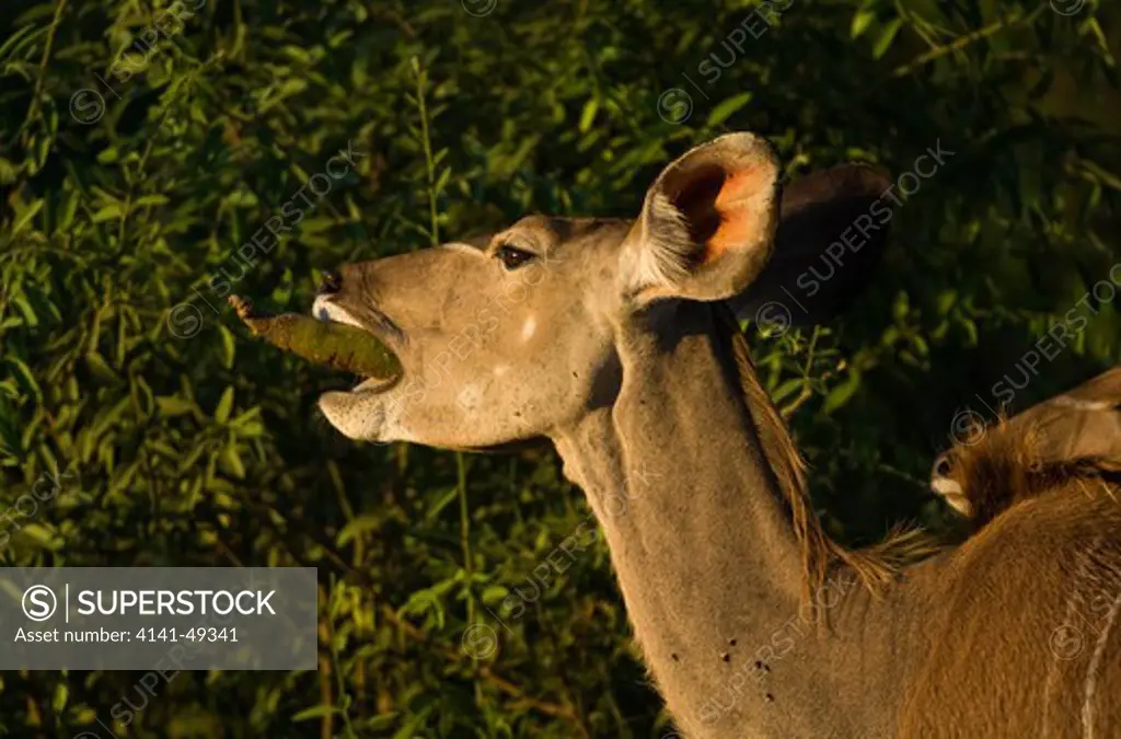 greater kudu (tragelaphus strepsiceros) cow eating fruits of sausage tree, (kigelia africana) okavango delta, africa. date: 23.12.2008 ref: zb979_126612_0051 compulsory credit: nhpa/photoshot