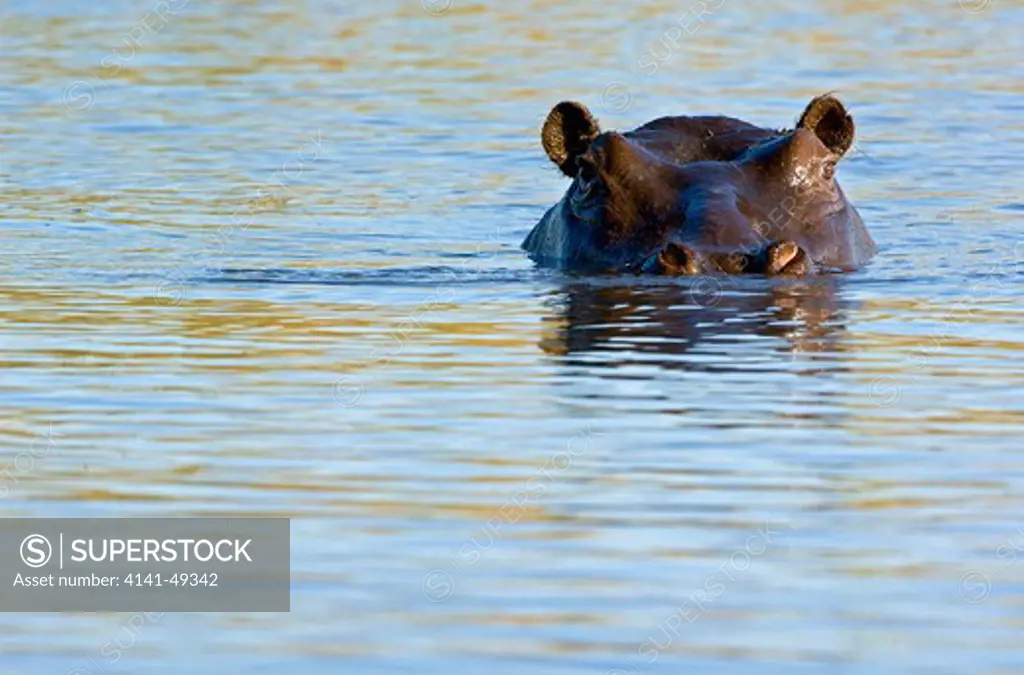 hippopotamus (hippopotamus amphibius) watches intently from its refuge in a waterhole in the linyanti swamp, botswana. date: 23.12.2008 ref: zb979_126612_0052 compulsory credit: nhpa/photoshot
