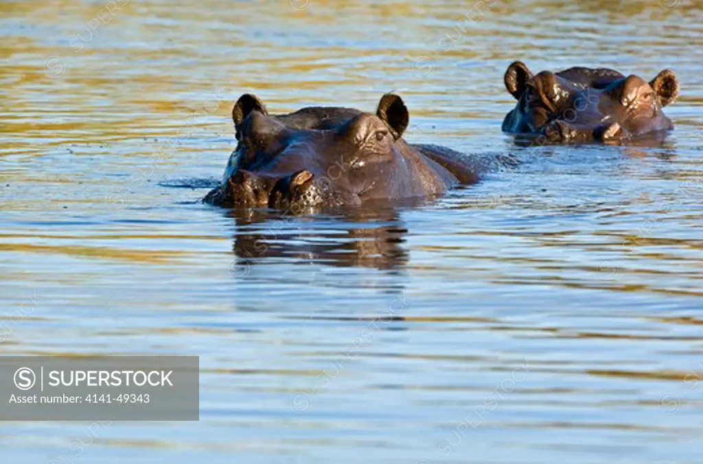 hippopotamus (hippopotamus amphibius) two in a waterhole in the linyanti swamp, botswana. date: 23.12.2008 ref: zb979_126612_0053 compulsory credit: nhpa/photoshot