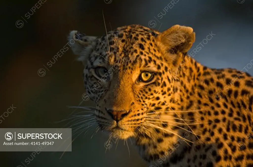 leopard (panthera pardus) potrait in golden light, okavango delta, botswana. date: 23.12.2008 ref: zb979_126612_0057 compulsory credit: nhpa/photoshot