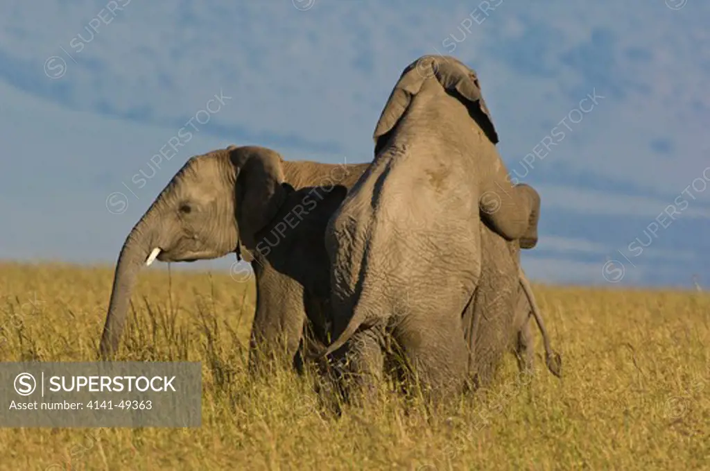two young male elephants, loxodonta africana, spar with each other to establish their ranking in the herd heirarchy. maasai mara national reserve, kenya. march 2008.