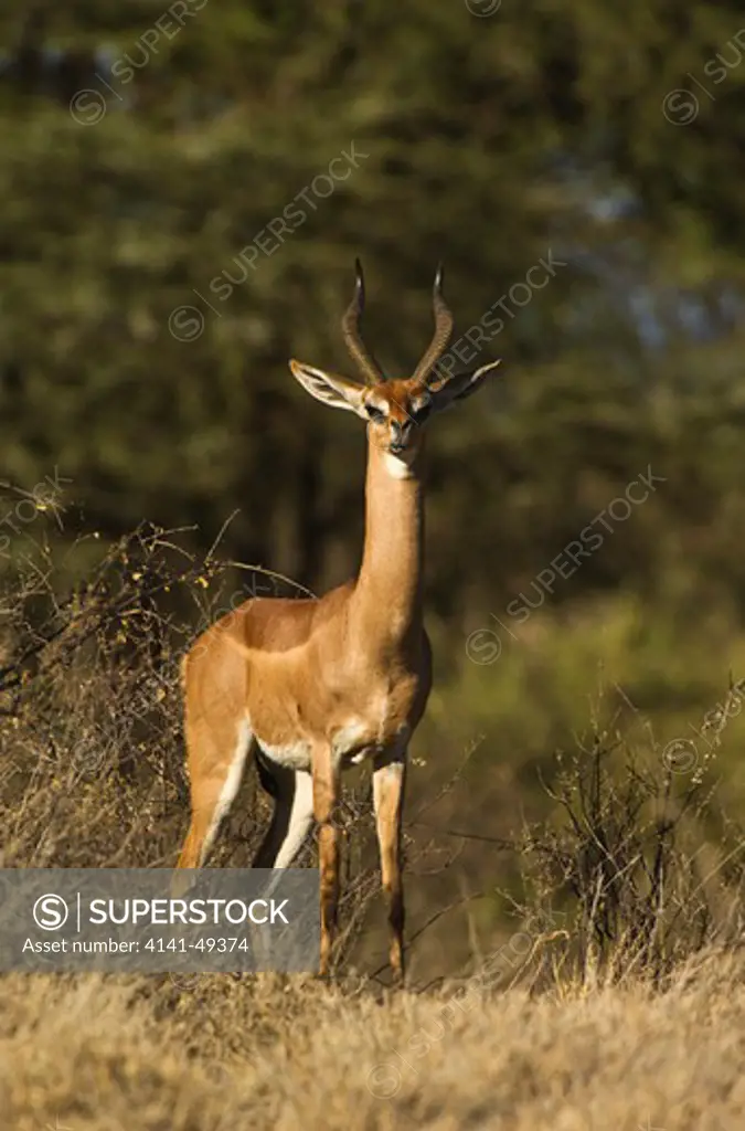 the gerenuk, or waller's antelope, buffalo springs national reserve, isiolo district, kenya. june 2009.