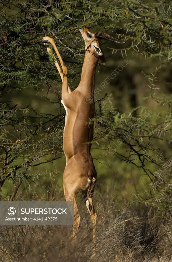 the gerenuk, or waller's antelope, feeding, buffalo springs national reserve, isiolo district, kenya. june 2009.