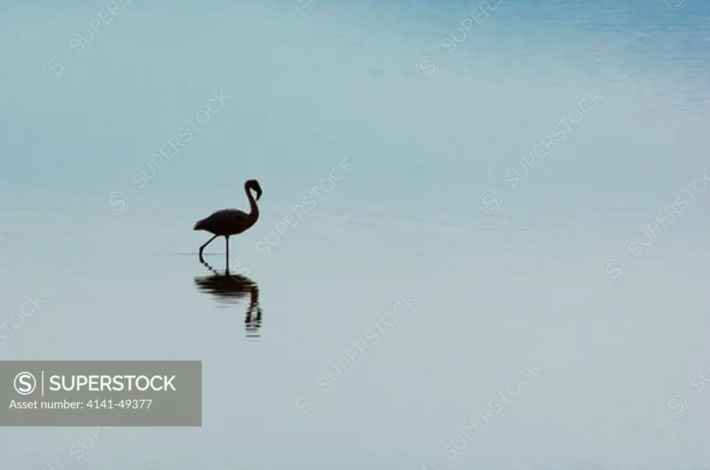 a solitary lesser flamingo wades in the shallows of lake nakuru. lake nakuru national park, kenya.