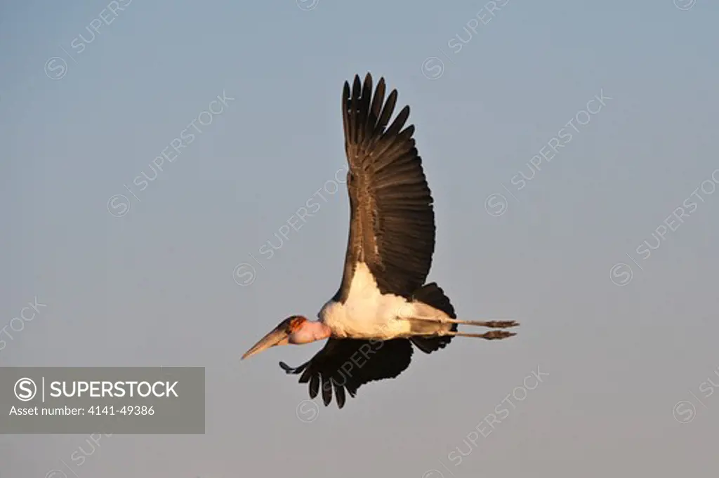 marabou stork (leptoptilos crumeniferus) in flight. okavango delta, botswana. august