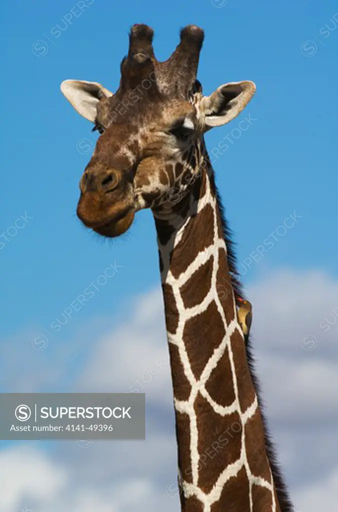 reticulated giraffe (giraffa camelopardalis reticulata) with redbilled oxpecker (buphagus erythrorhynchus); close-up head and neck view of male showing prominent horn-like protuberances on head. buffalo springs national reserve, kenya. june