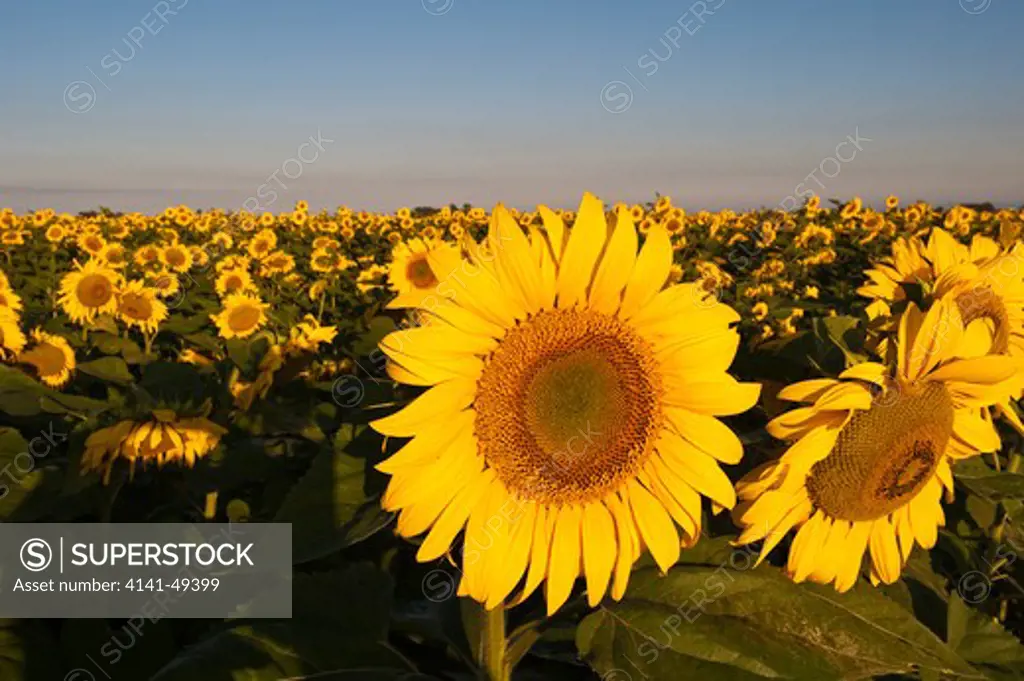 sunflower fields brighten up the landscape of south africa's northwest province. april 