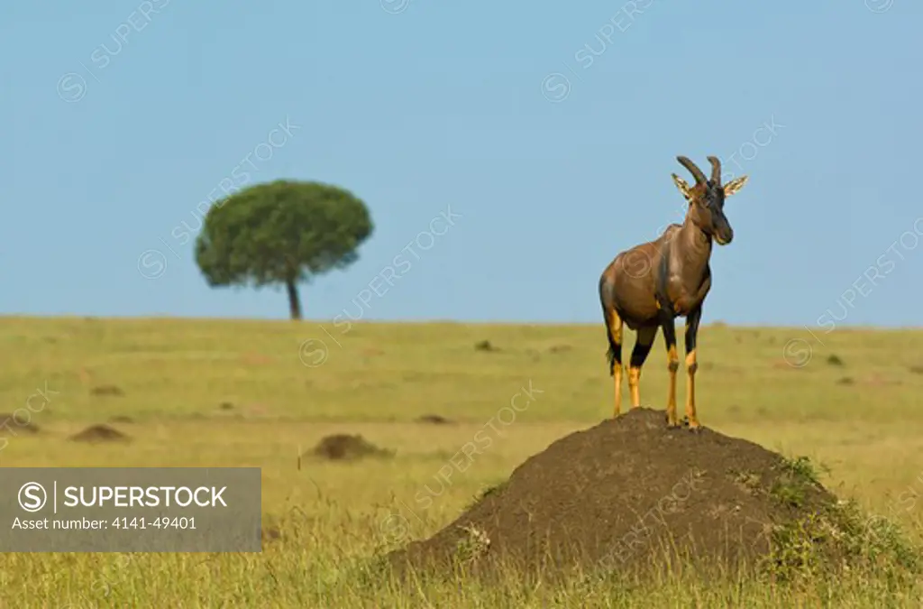 topi antelope standing on termite mound. this is one of the classic sights of the maasai mara national reserve. kenya. march