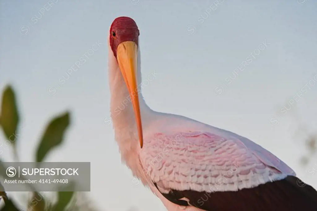 a yellowbilled stork (or wood ibis) (mycteria ibis) roosts at the gadikwe heronry in botswana's okavango delta. august 