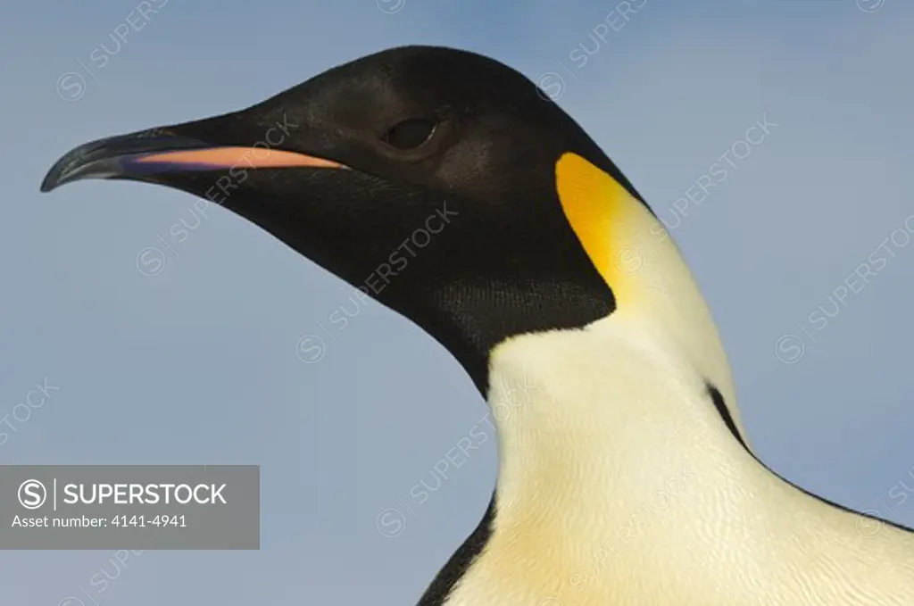 emperor penguin, aptenodytes fosteri