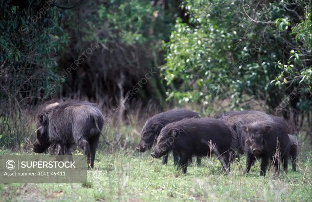 giant forest hog (hylochoerus meinertzhageni) group. queen elizabeth national park, kenya.