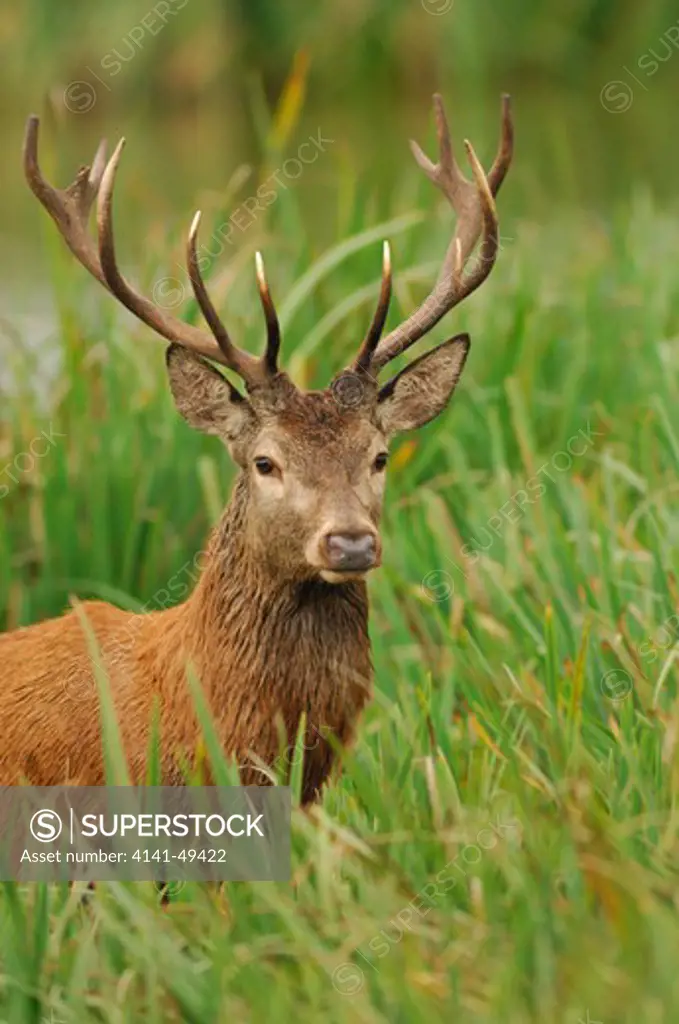 red deer (cervus elaphus) pyrenees, spain. october. 
