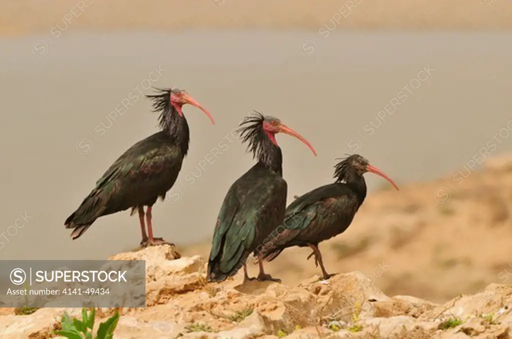 northern bald ibis (geronticus eremita). group on a cliff. souss massa national park. morocco. march 2008. critically endangered species. 