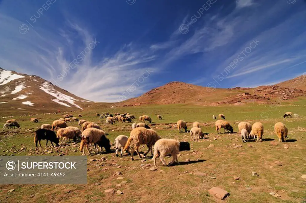 sheep near oukaimeden. high atlas. morocco. march 