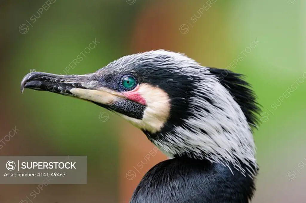 cormorant (phalacrocorax carbo) face detail. captive.