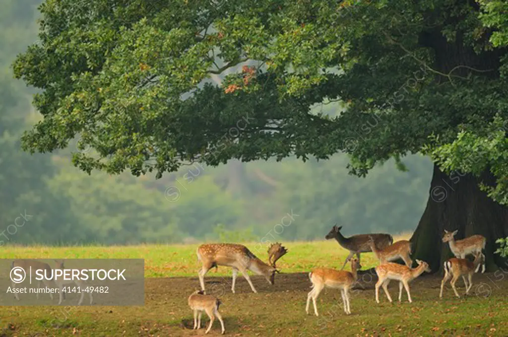 fallow deer (dama dama). group grazzing under an oak. bradgate park, leicestershire, uk. september 
