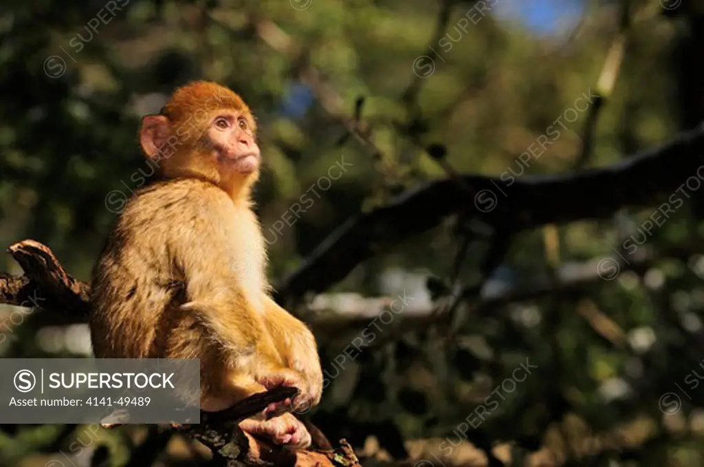 barbary macaque (macaca sylvanus) ifrane national park. morocco. december