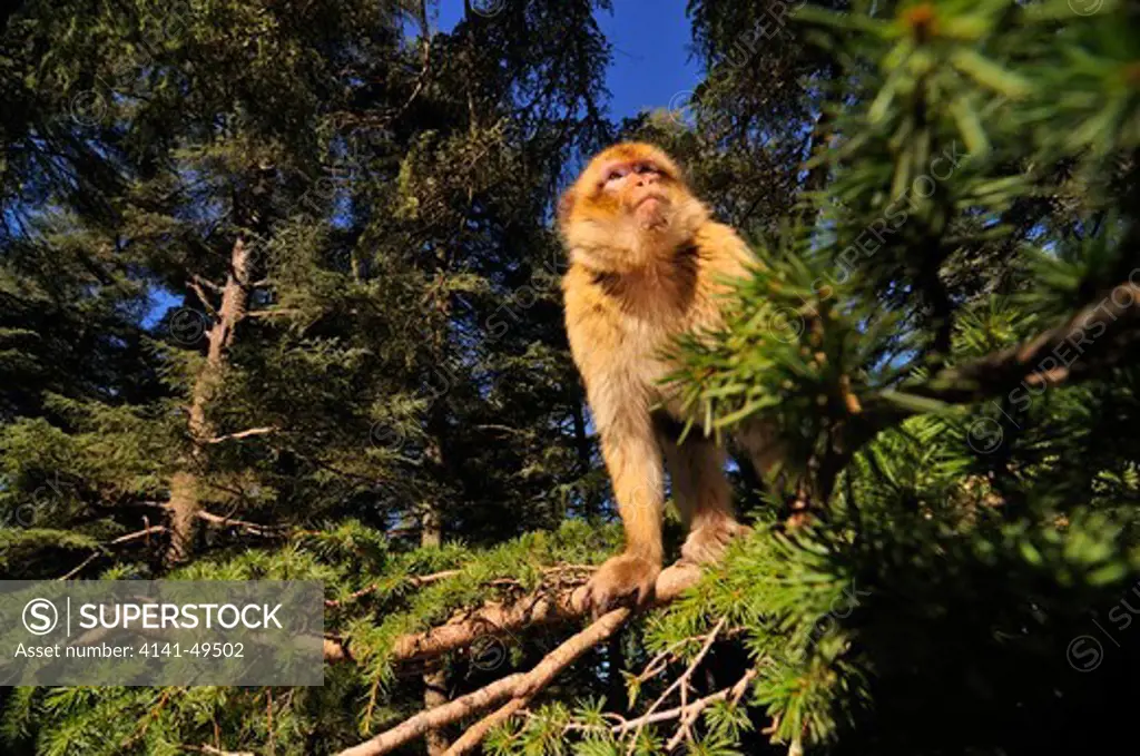 barbary macaque (macaca sylvanus) in a atlantic cedar tree (cedrus atlantica) ifrane national park. morocco. december