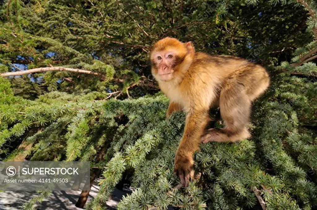 barbary macaque (macaca sylvanus) in a atlantic cedar tree (cedrus atlantica) ifrane national park. morocco. december