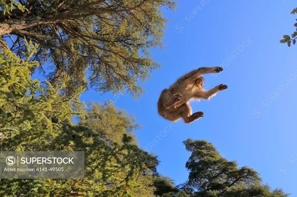 barbary macaque (macaca sylvanus) leaping between trees, ifrane national park. morocco. december