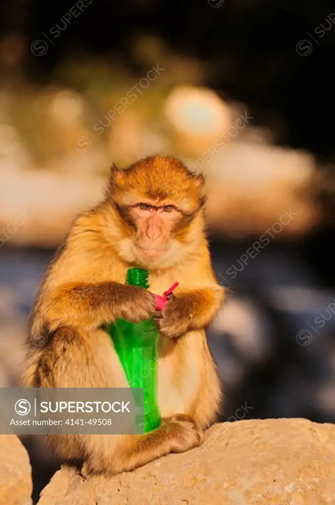 barbary macaque (macaca sylvanus) playing with a plastic bottle, ifrane national park. morocco. december