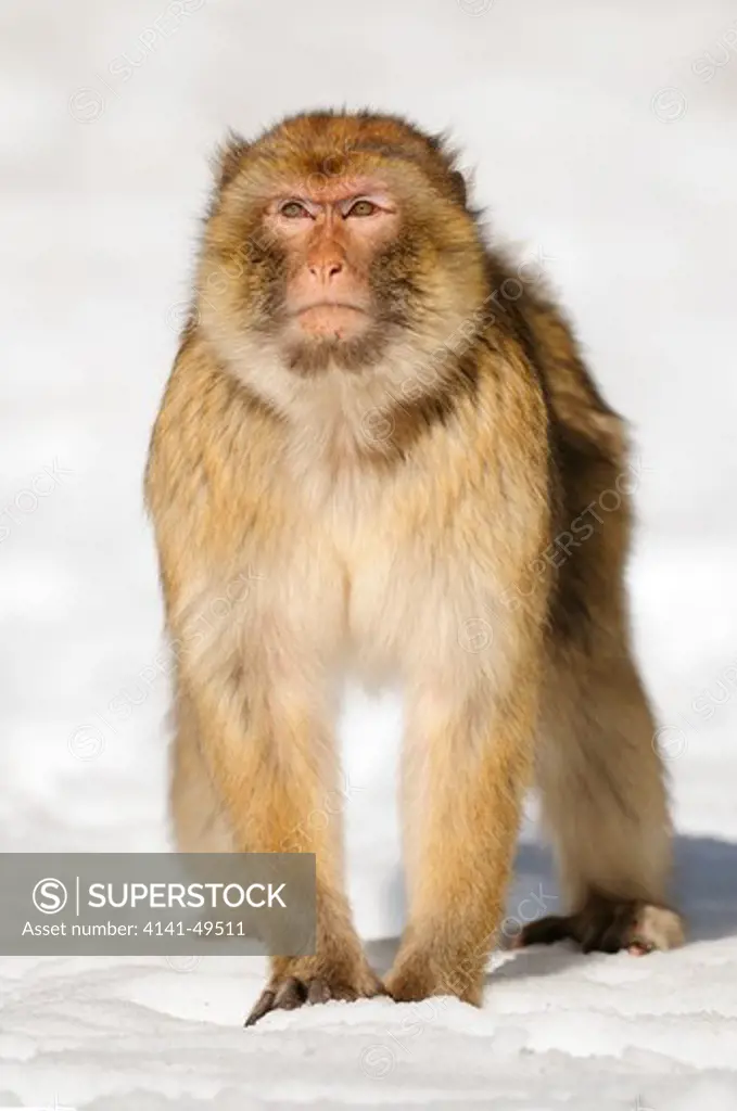 barbary macaque (macaca sylvanus) in snow, ifrane national park. morocco. december