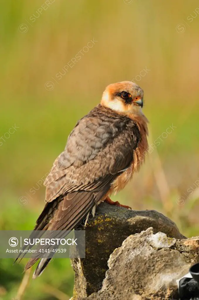 red-footed falcon (falco vespertinus). female perched on a rock. lleida, catalonia. spain.. may 
