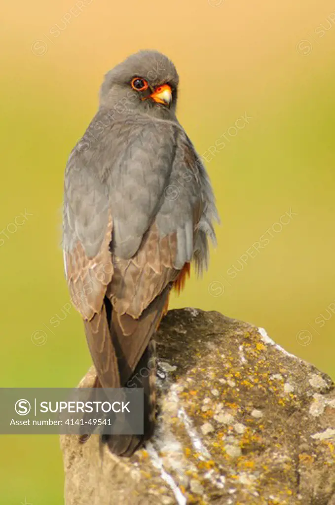 red-footed falcon (falco vespertinus). male perched on a rock. lleida, catalonia. spain.. may 