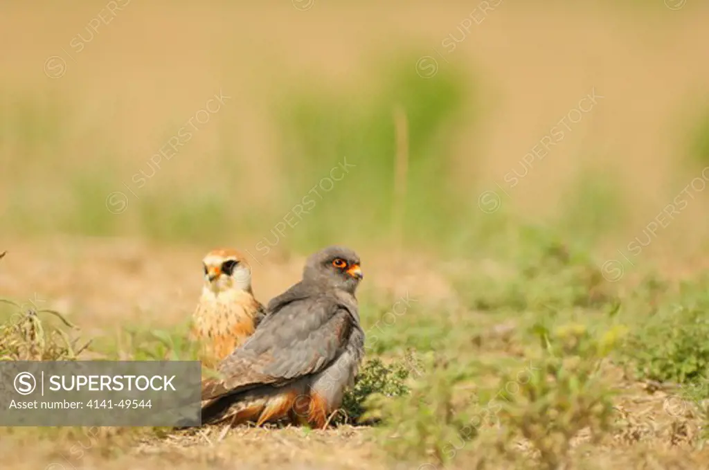 red-footed falcon (falco vespertinus) male and female on ground, lleida, catalonia. spain.. may 