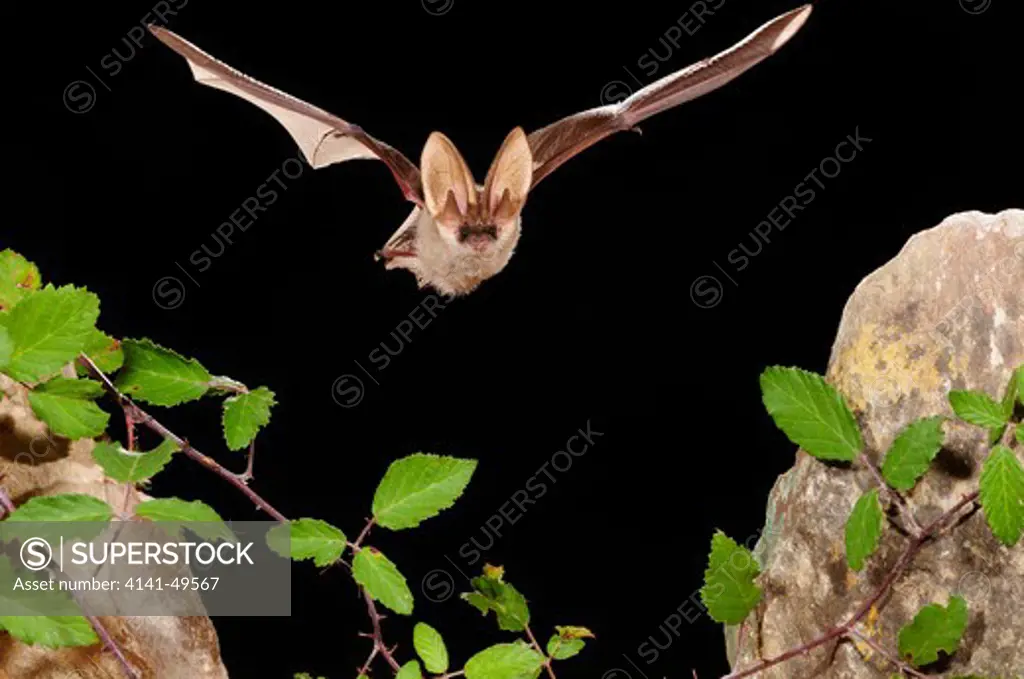 brown long-eared bat (plecotus auritus) in fligt. girona, catalonia. spain. august 
