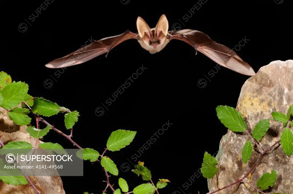 brown long-eared bat (plecotus auritus) in fligt. girona, catalonia. spain. august 