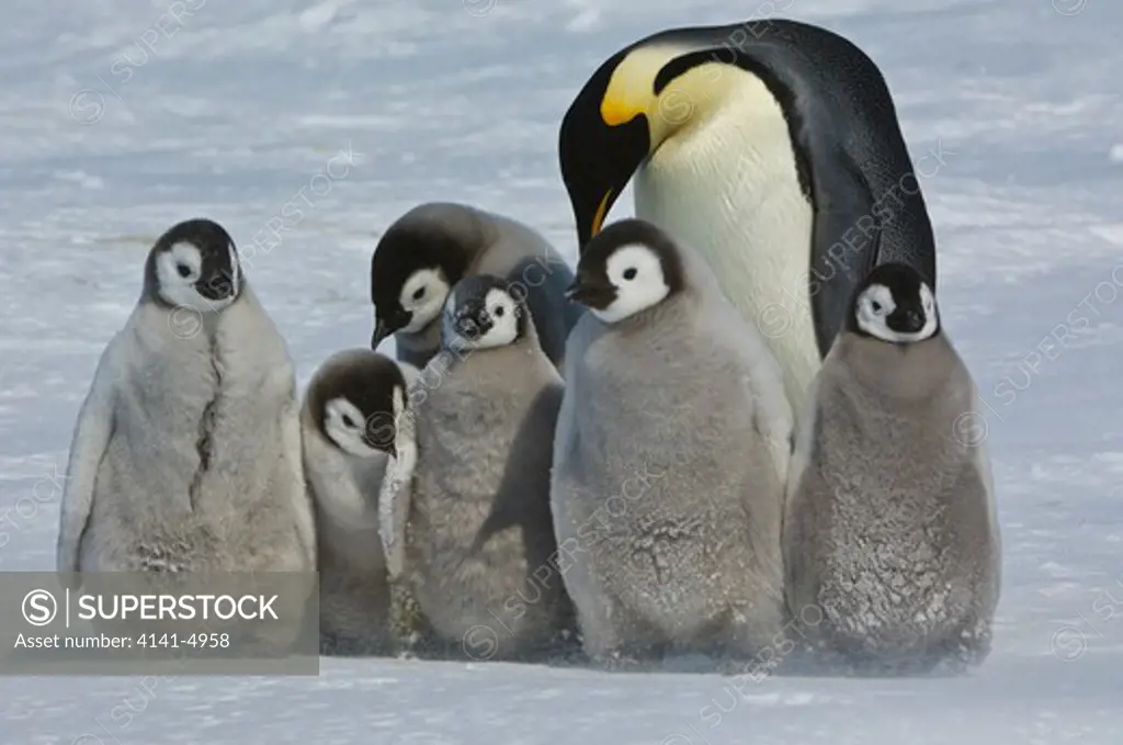 emperor penguins, aptenodytes fosteri, with young, antarctica; 