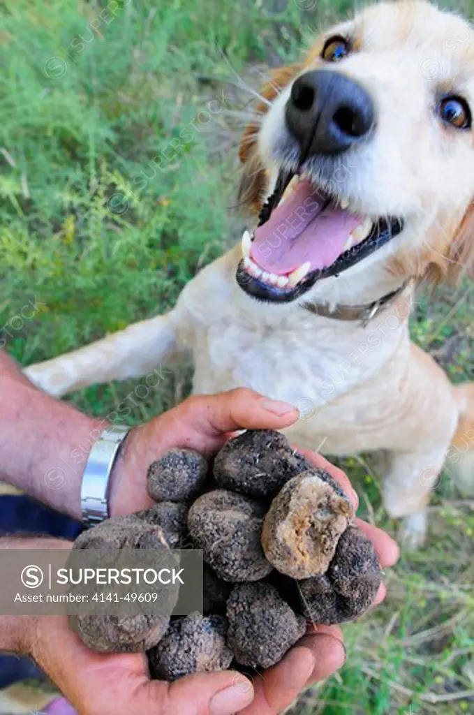 truffles (tuber melanosporum) in hand with truffle hunting dog. catalonia, spain. july 
