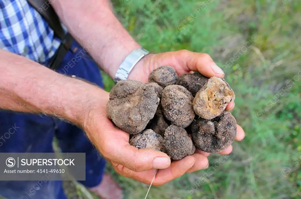 truffles (tuber melanosporum) in hand, catalonia, spain. june 