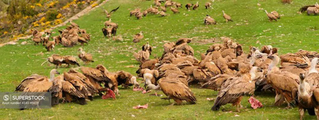 griffon vulture (gyps fulvus). group eating. pyrenees. lleida, catalonia. spain. may, 2009. panorama composition with 3 images 