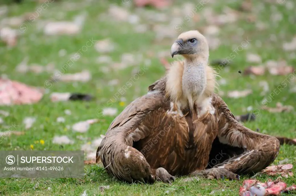 griffon vulture (gyps fulvus). resting after eating. pyrenees. lleida, catalonia. spain. accipitridae may, 