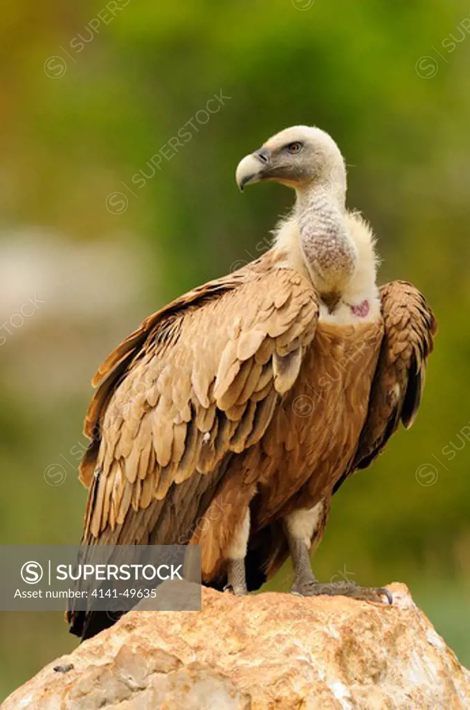griffon vulture (gyps fulvus). pyrenees. lleida, catalonia. spain. may