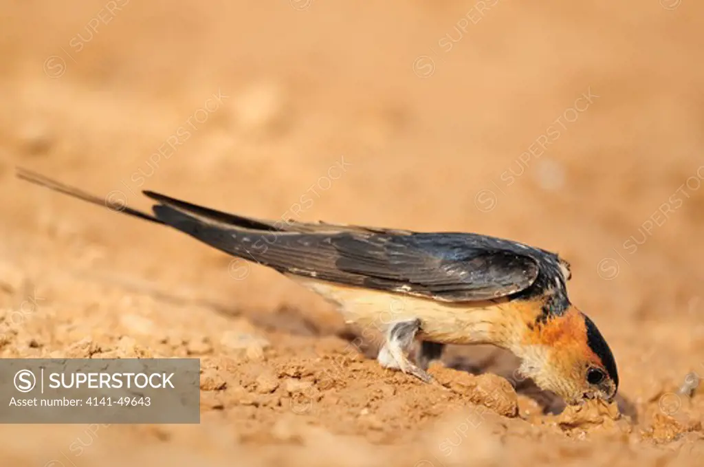 red rumped swallow (hirundo daurica) collecting clay. lleida, catalonia. spain. may