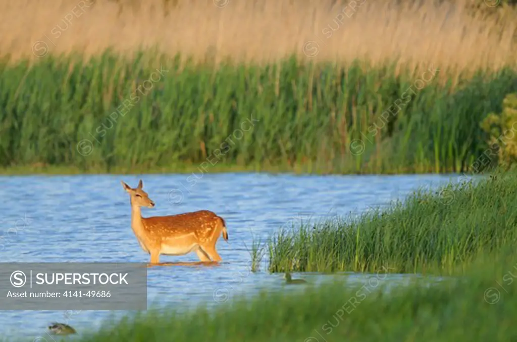 fallow deer (dama dama) in a marsh. aiguamolls de l'emporda natural park. girona, spain. may