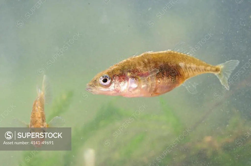 three-spined stickleback (gasterosteus aculeatus) pair (female side on) girona. catalonia. spain. may 