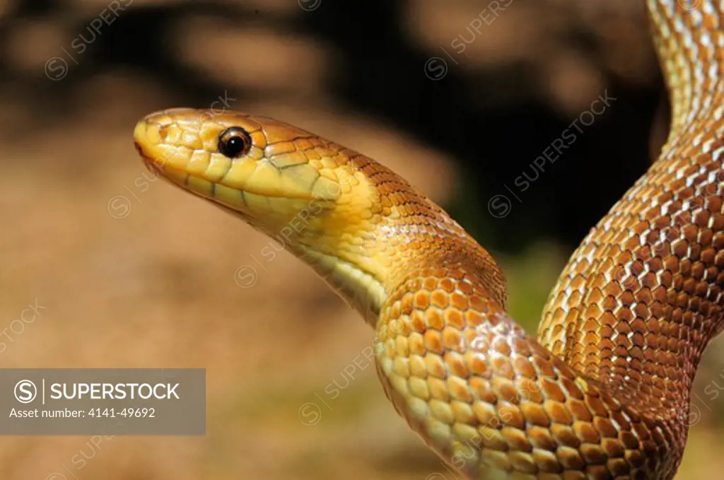 aesculapian snake (elaphe longissima or zamenis longissimus). girona. catalonia. spain. may