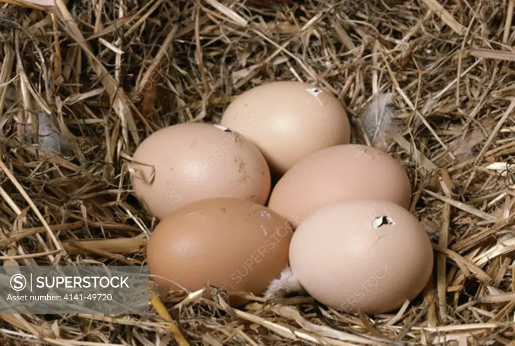 chicken eggs hatching, gallus domesticus 