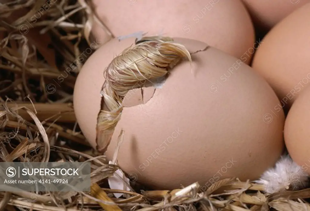 chicken hatching sequence, gallus domesticus, 5th of sequence 