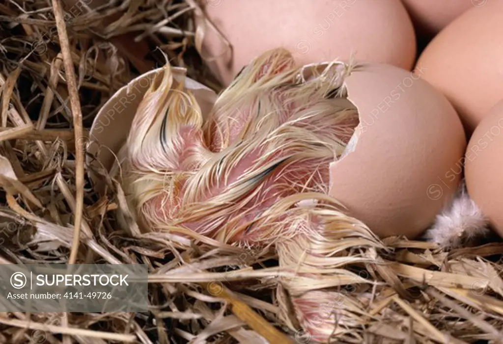 chicken hatching sequence, gallus domesticus, 8th of sequence 