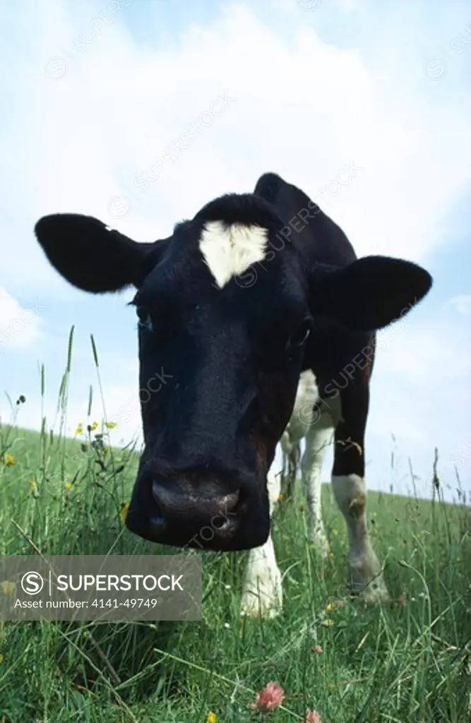friesian cow, oxfordshire, england 