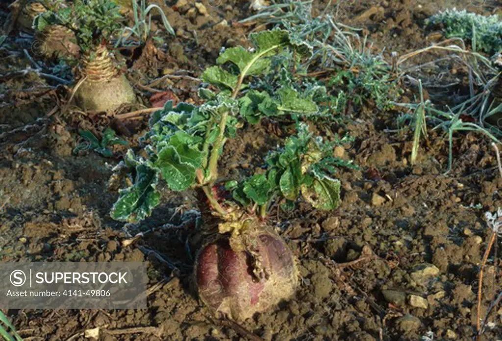 swede, brassica napus var.napobrassica, oxfordshire, england 
