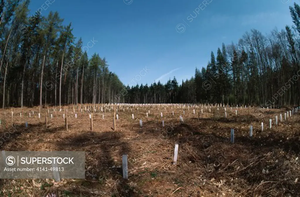 forest management, rearing newly planted trees, oxfordshire, southern england 