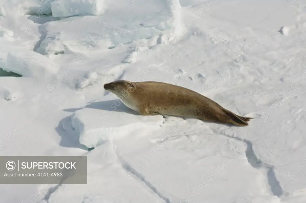 crabeater seal on pack ice, lobodon carcinophaga; antarctica