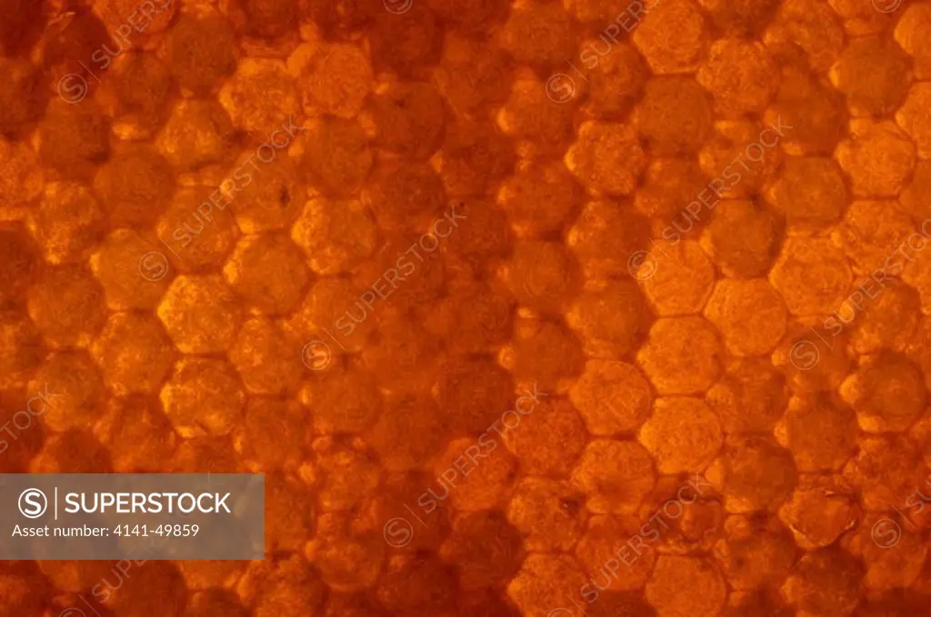 capped honeycomb, apis mellifera 